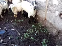 Ешкі, Ешкілер — 2-сурет