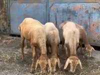 Sheep, Arashan sheep — photo 3