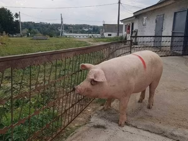 Säue, Крупная белая