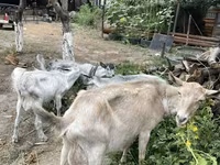 Goat, Goats — photo 4