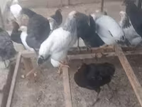 Chickens — 照片 8