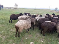Sheep, Sheep — photo 3