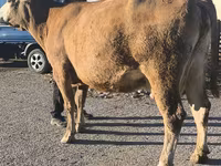 Сиыр, Simmental cattle — 7-сурет
