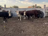 Bull, Cattle — photo 4