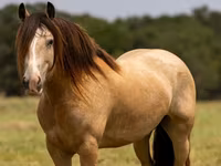 Айғыр, Gypsy horse — 2-сурет