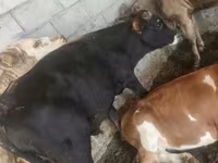 ثور, Simmental cattle — الصورة 5
