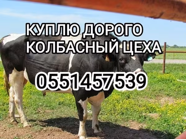Бұқа, Голштин тұқымы