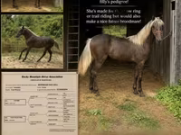 घोड़ी, Rocky Mountain Horse — फ़ोटो 1