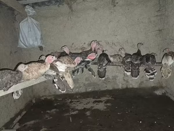 Turkeys — Kirguistán