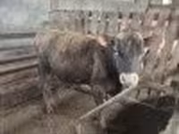 Бұқа, Джерси тұқымы — 2-сурет