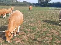 Сиыр, Aubrac cattle — 3-сурет