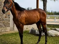 Horse (M), Anglo-Arabian — photo 2