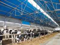 Kuh, Holstein-Rasse — Foto 1