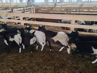Қошқар, Baerchuke sheep — 4-сурет