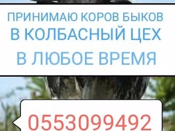 Бұқа, Ірі қара — Қырғызстан