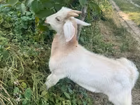 बकरा, बकरियाँ — फ़ोटो 5