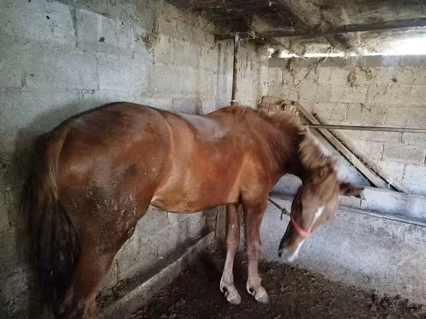 Mare, Swedish warmblood horse — Kyrgyzstan