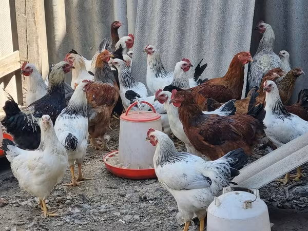 Chickens — Қырғызстан