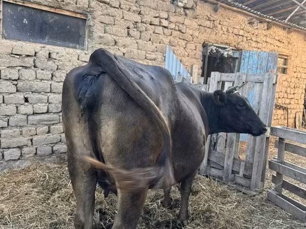 गाय, Swiss cattle