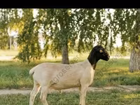 Carnero, Edilbay sheep — foto 6