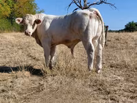 Бұқа, Charolais cattle — 8-сурет