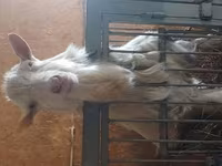 Goat, Goats — photo 4