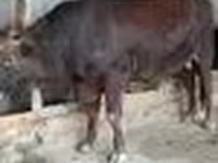 Bulle, Rotes Steppenrind — Foto 6