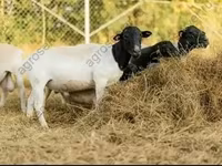 मेढ़ा, Dorper sheep — फ़ोटो 3