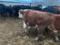 公牛, Cattle — 照片 8