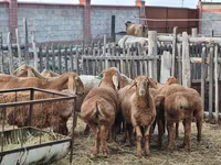 Carnero, Arashan sheep — foto 2
