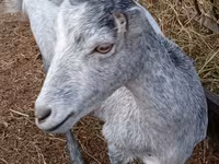 Goat, Saanen goat — photo 5