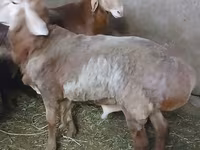 Carnero, Arashan sheep — foto 2