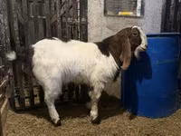 Cabro, Kamori goats — foto 1