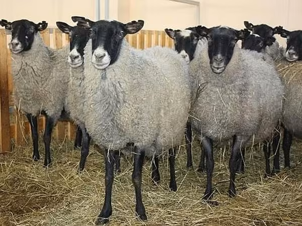 Қошқар, Baerchuke sheep — Қырғызстан