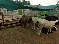 Қошқар, Hissar sheep — 2-сурет