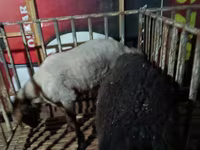Carnero, Hissar sheep — foto 5