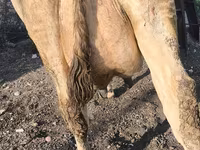 Kuh, Swiss cattle — Foto 8