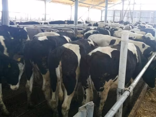 Vaca, Russian Black pied cattle