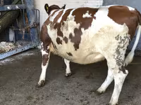 Cow, Holstein breed — photo 1