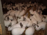 Granule pentru iepuri de calitate superioara.Edineț.facem livrare — Foto 4