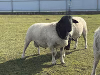 Қой, Dorper sheep — 2-сурет