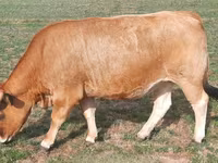 Сиыр, Aubrac cattle — 4-сурет