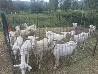 Goat, Saanen goat — photo 4