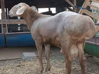 Ram, Arashan sheep — photo 7