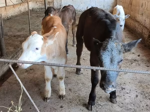 Сиыр, Бельгиялық көк