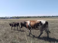 Бұқа, Ірі қара — 1-сурет