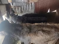 Бұқа, Ірі қара — 3-сурет