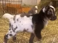 公山羊, Boer goat — 照片 7