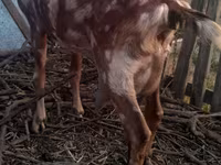Теке, Nubian Goat — 5-сурет