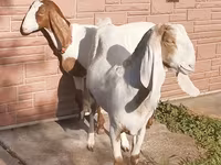 Cabra, Nubian Goat — foto 2